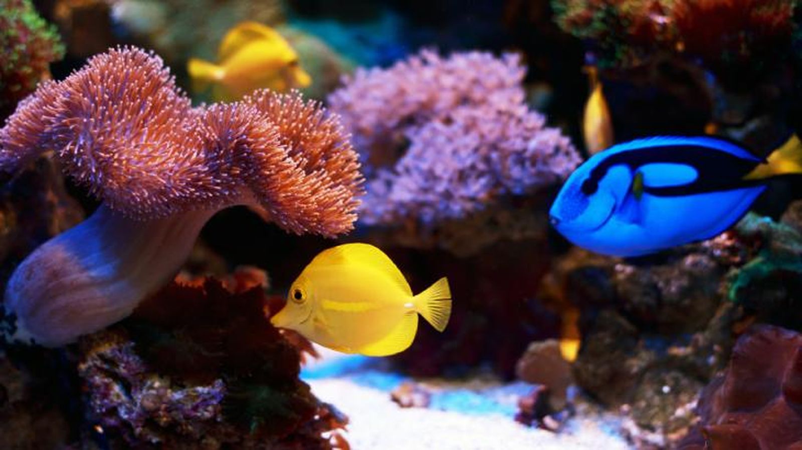 animales marinos 1