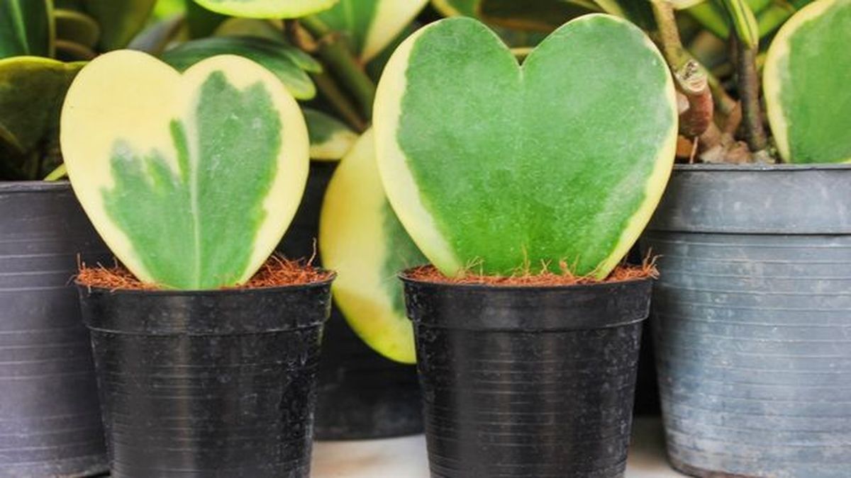 hoya kerrii hojas corazon