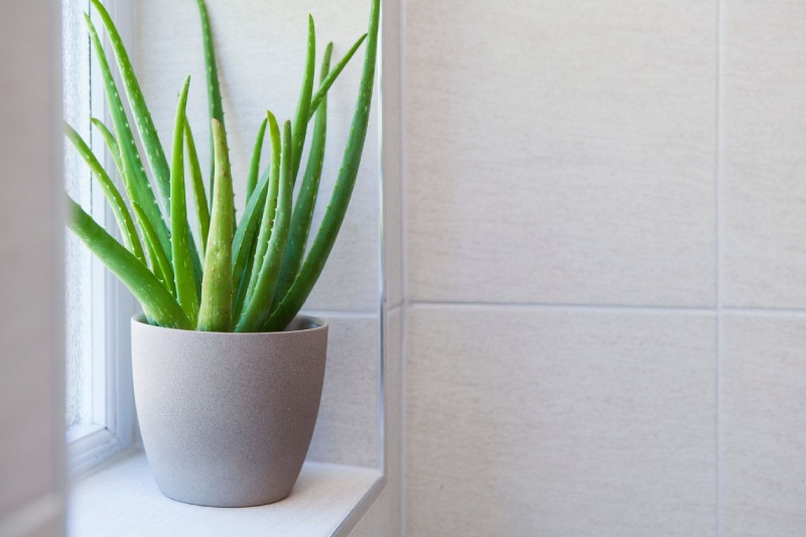 Aloe vera