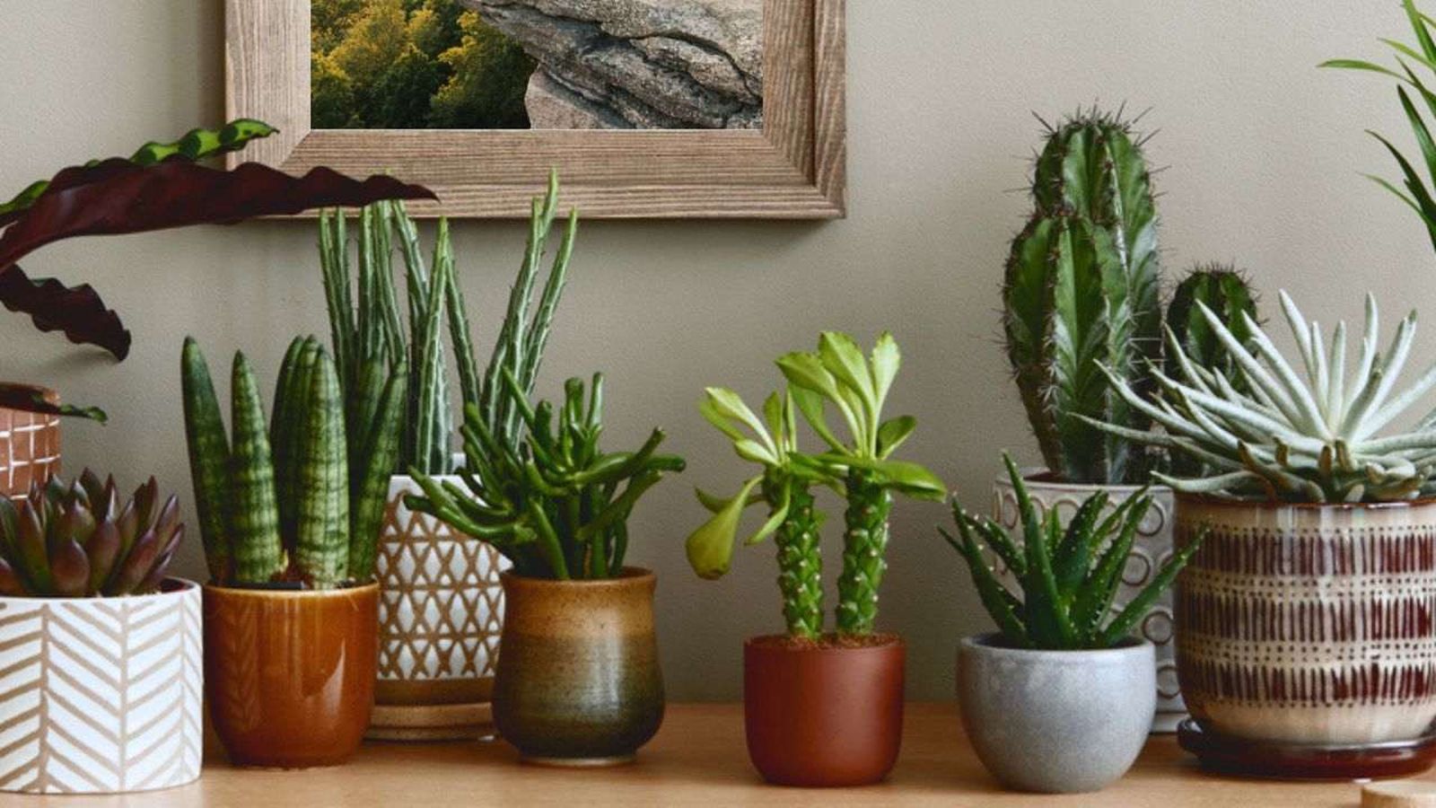 suculentas mas bonitas decorativas april plants