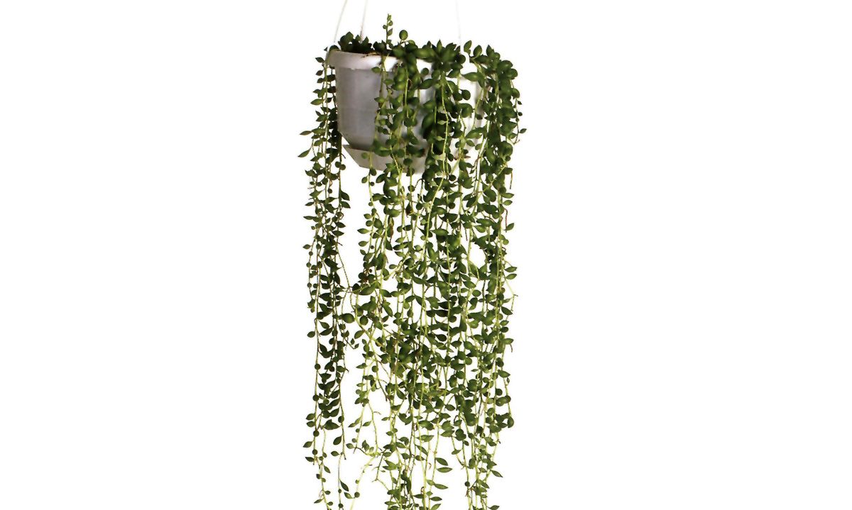 senecio rowleyanus