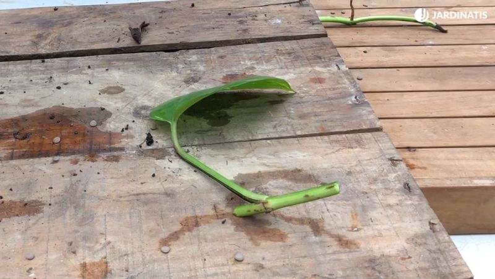 Planta en potencia