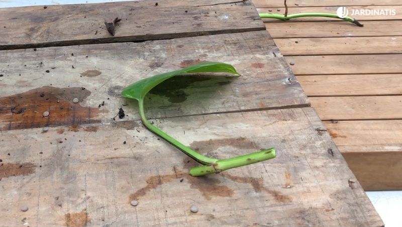 Planta en potencia