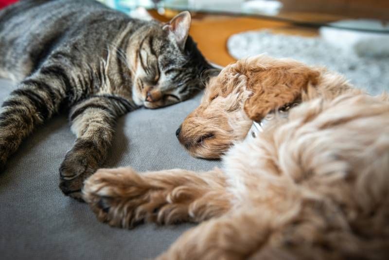 Tu amigo felino debe aprender a relacionarse con todos los miembros de la familia.