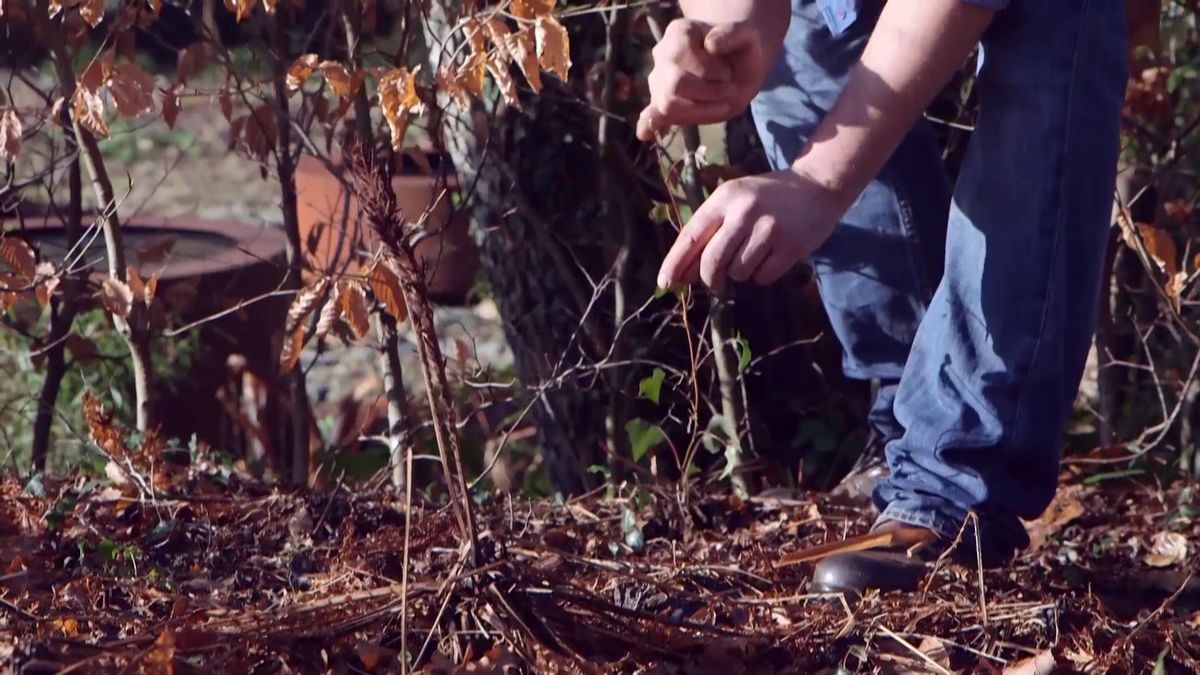 brico 940 3 beneficios hiedra ecosistema crecimiento