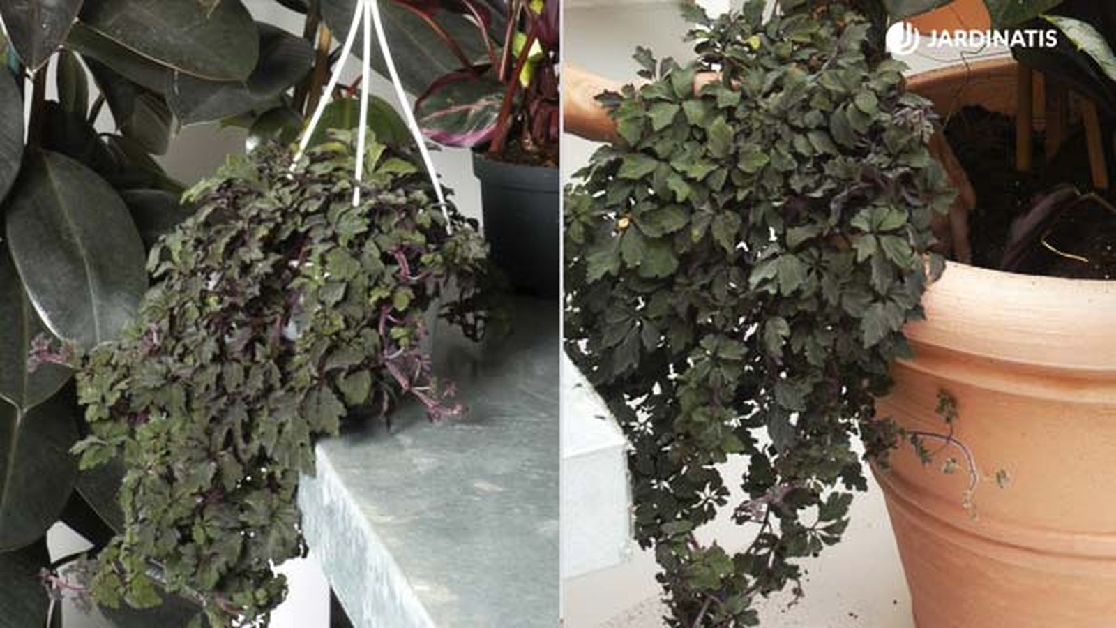 Mikania ternata deco jardin 115