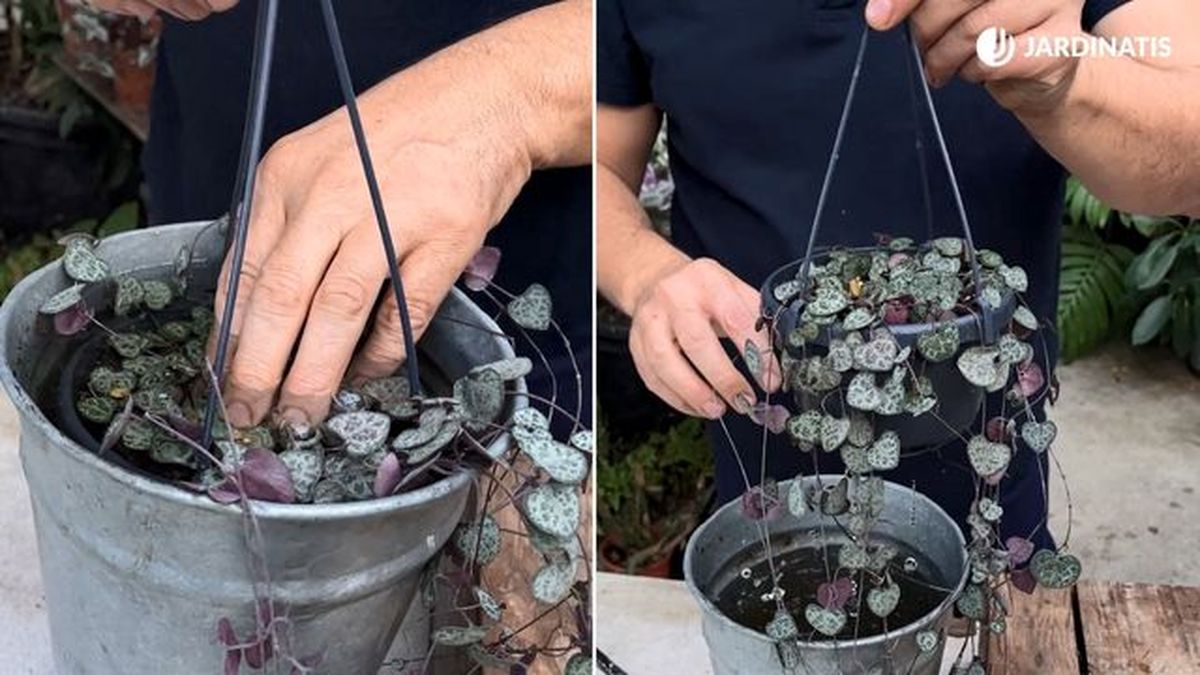 regar ceropegia woodii jardinatis 23 36