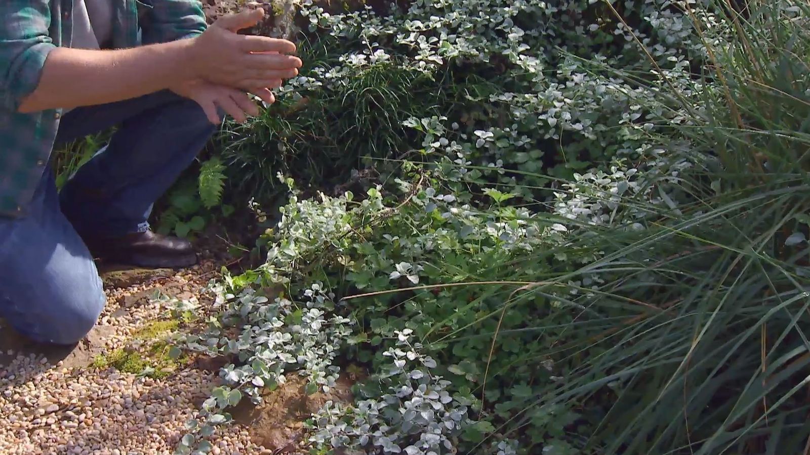 Deko 671 reproduccion helichrysum xl