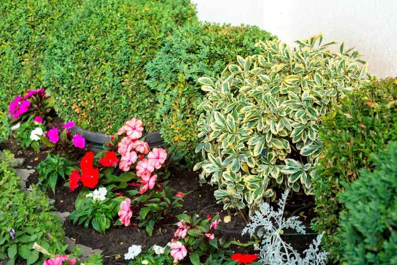Las plantas perennes ofrecen una variedad de formas, colores y texturas.