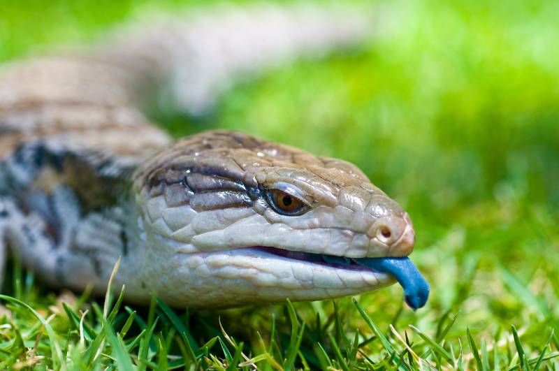 Es una de las pocas especies de lagartos que dan luz crías en vez de poner huevos.