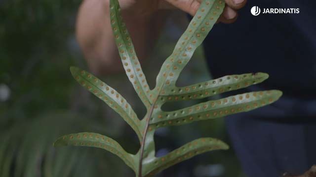 Helecho Microsorum pustulatum