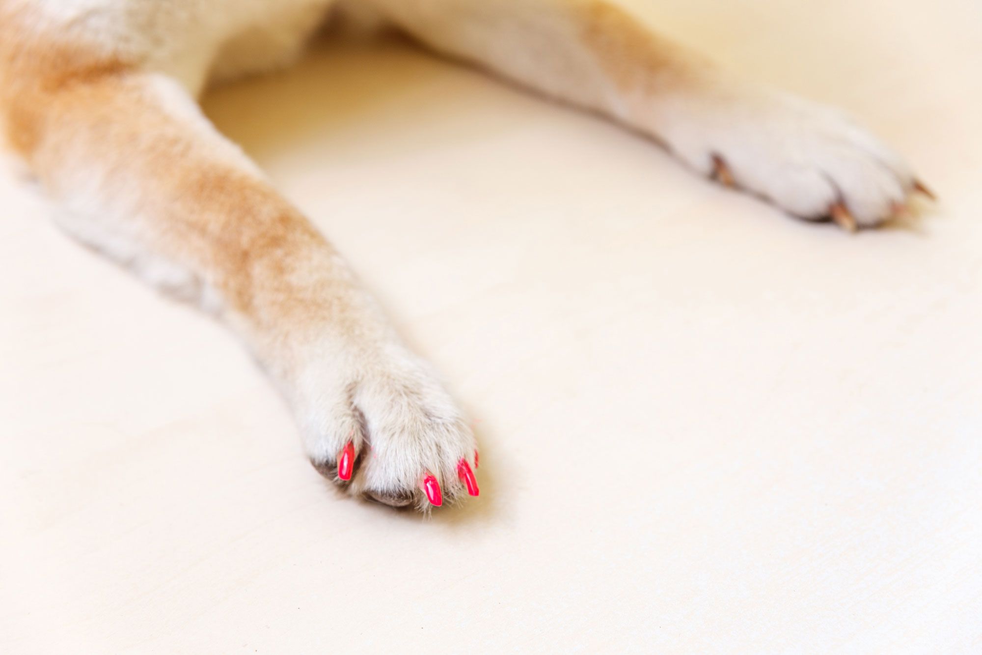 mascotas perros pintar unas manicura