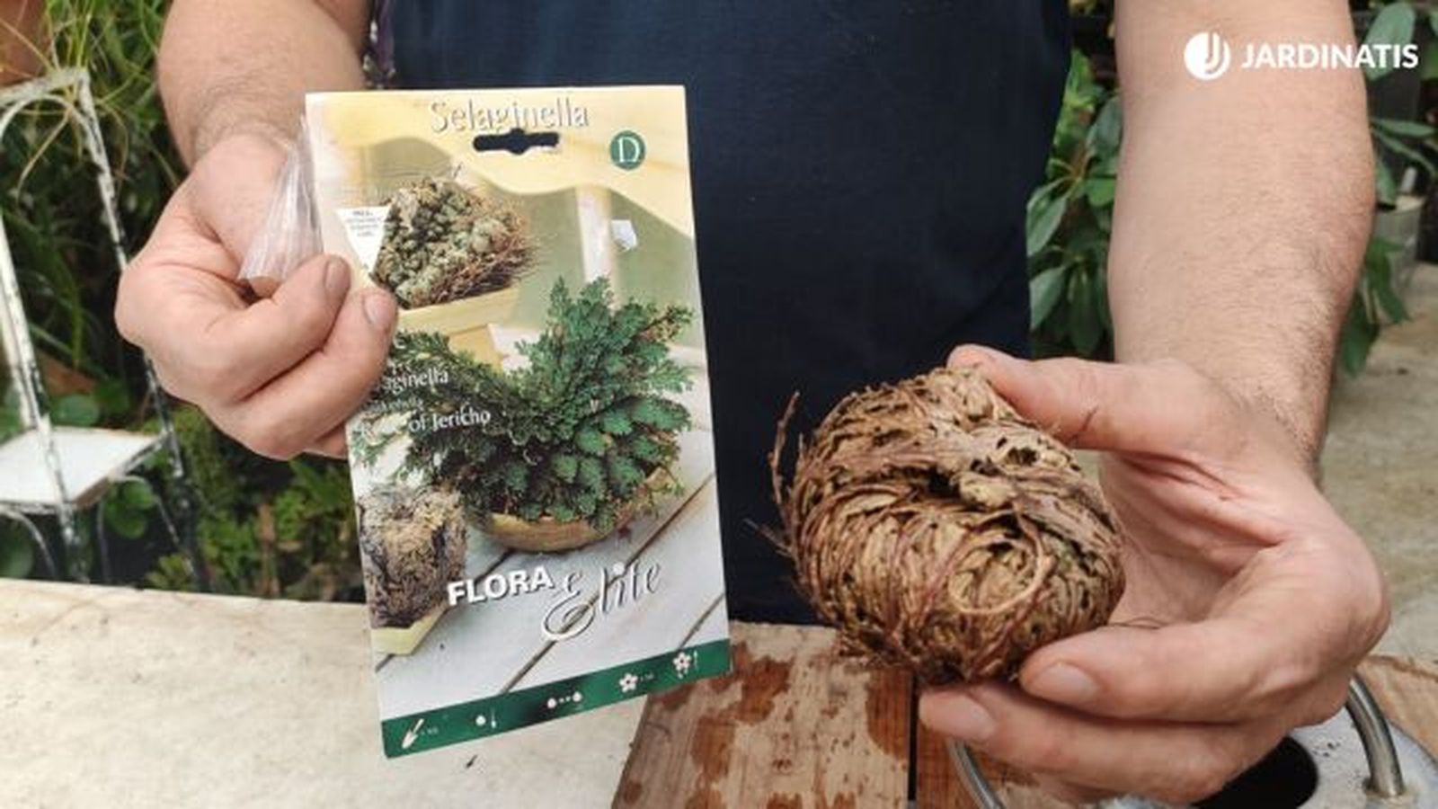 Selaginella lepidophylla en un sobre jardinatis 23 42