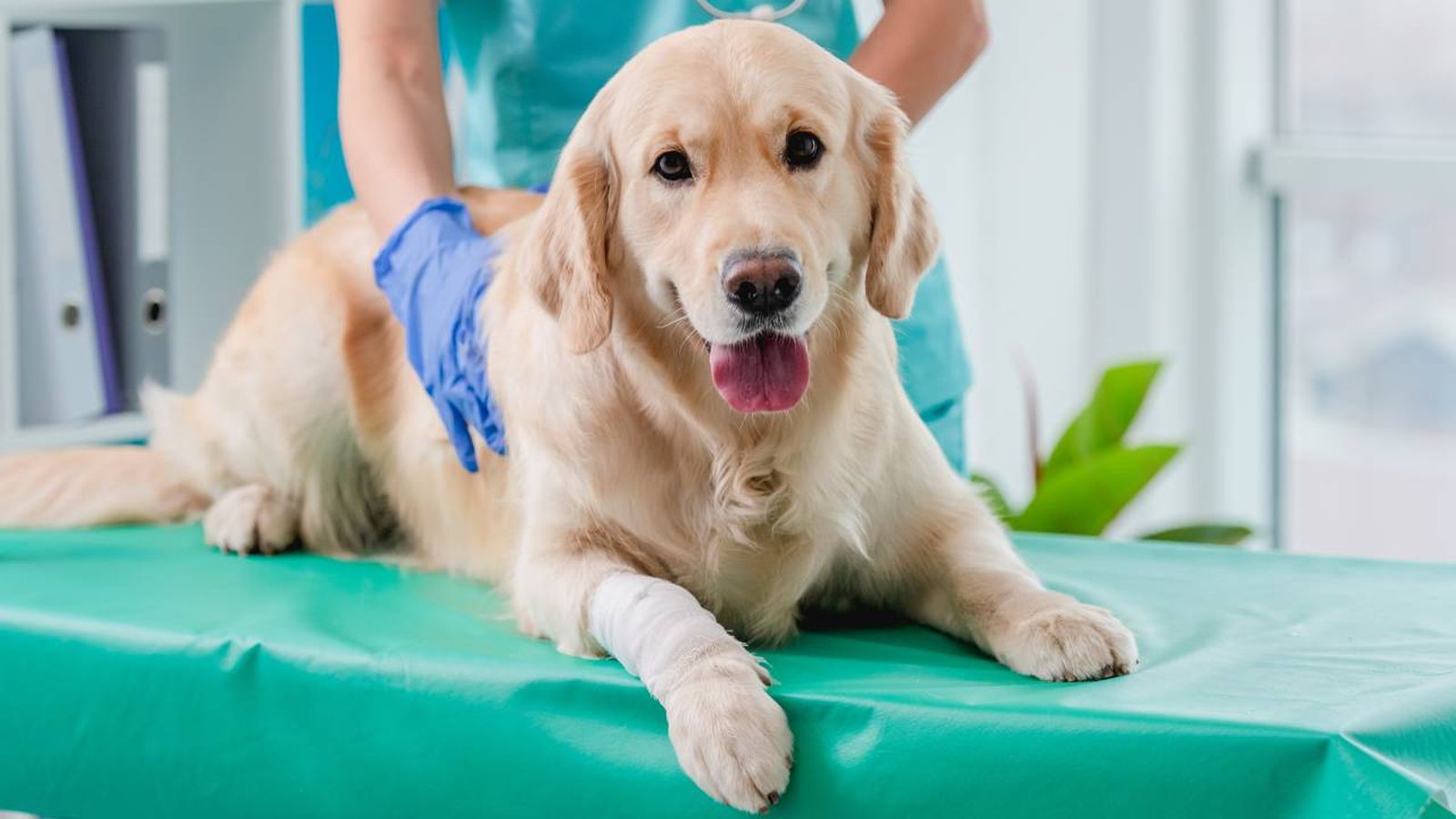 beneficios fisioterapia perros gatos