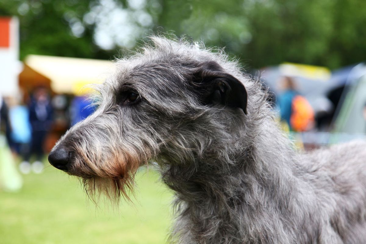 tipos de galgo cachorros deerhound