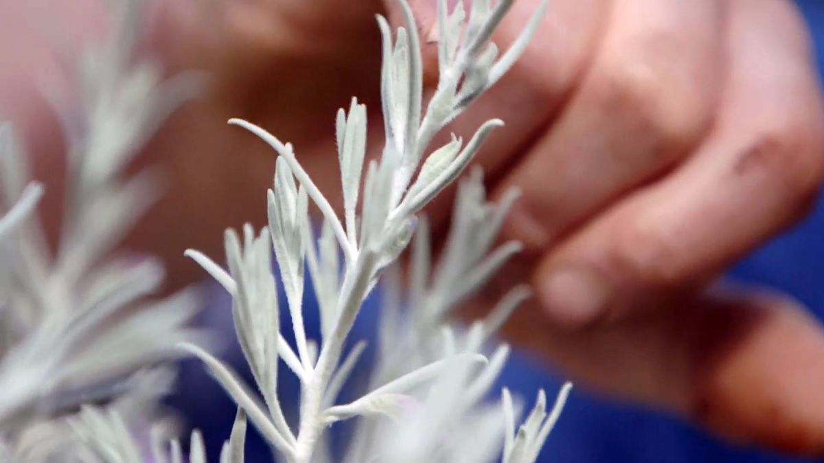 brico 951 3 eremophila nivea plantas follaje blanco tomentos