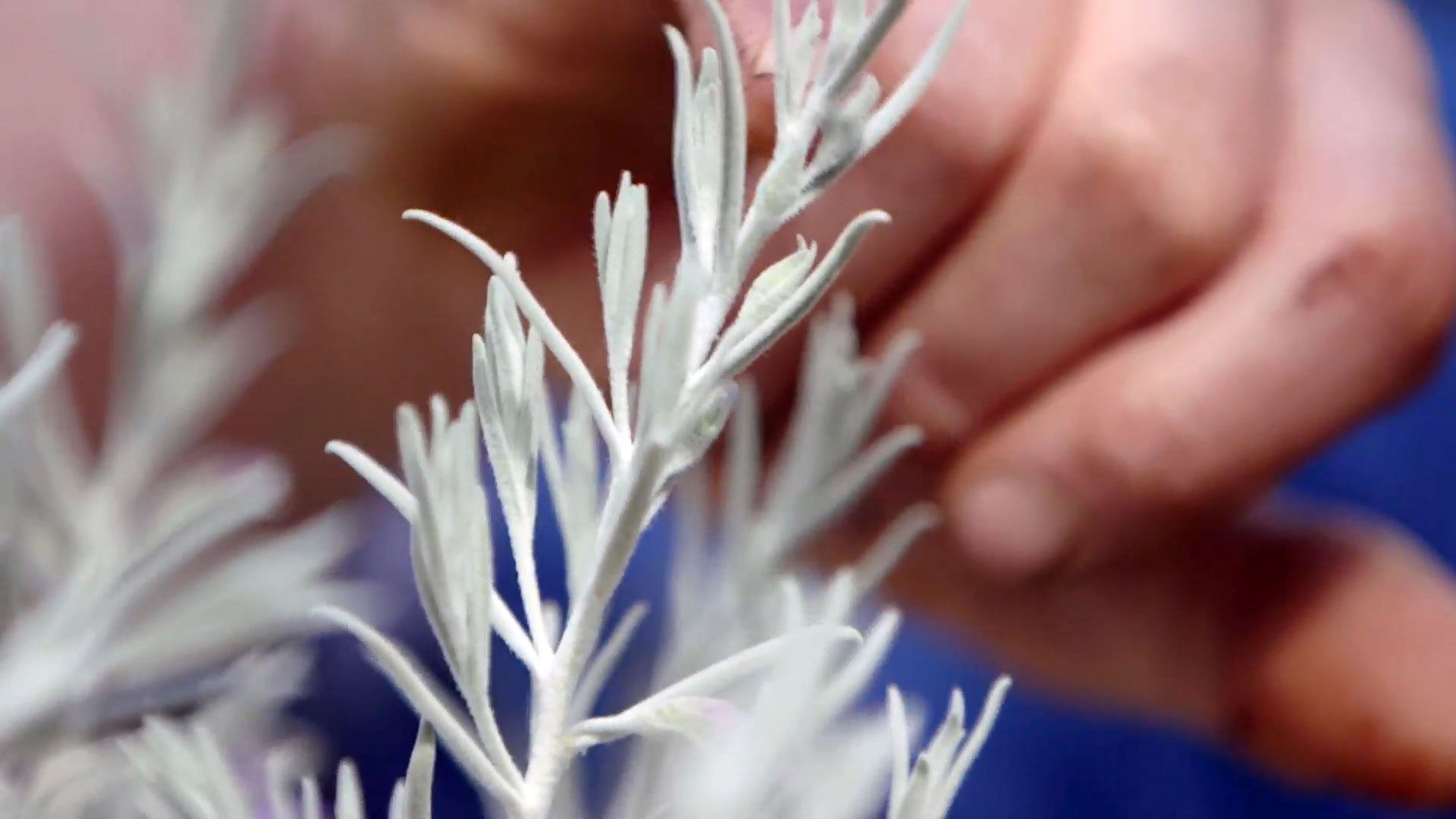 brico 951 3 eremophila nivea plantas follaje blanco tomentos