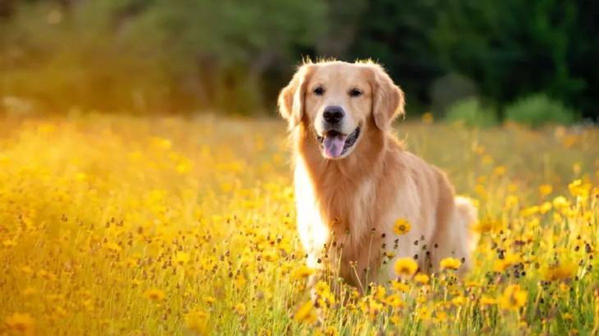 origen del perro 6 (1)