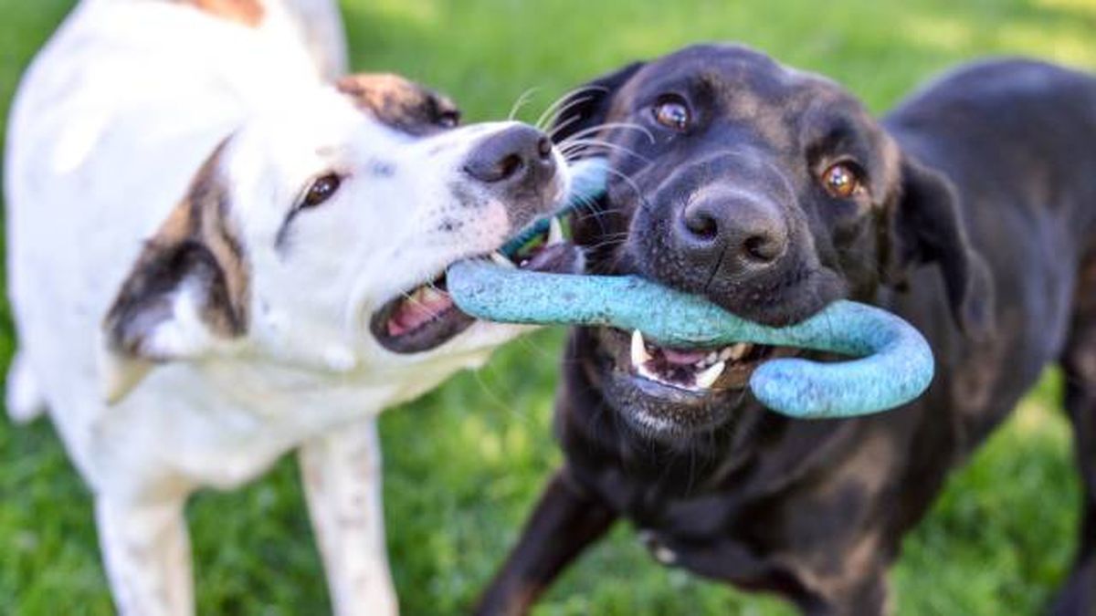 perros seres gregarios sociables