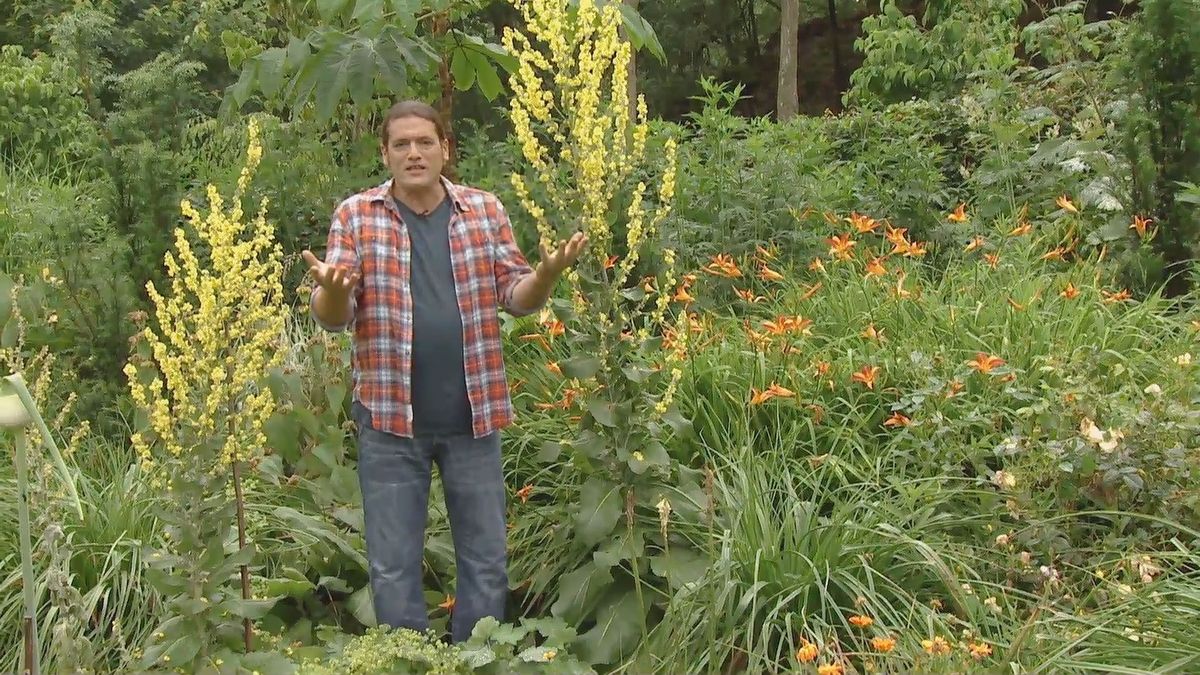 deco 0701 jardineria hemerocallis inicio