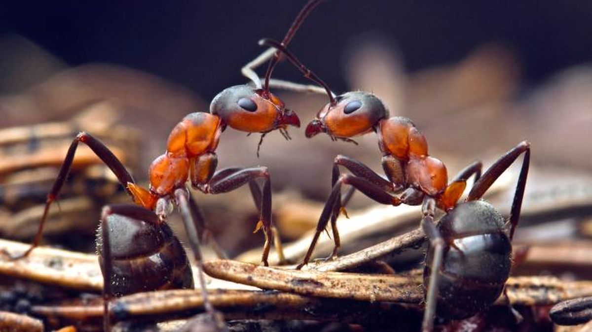 Las hormigas destacan por su comunicación química.