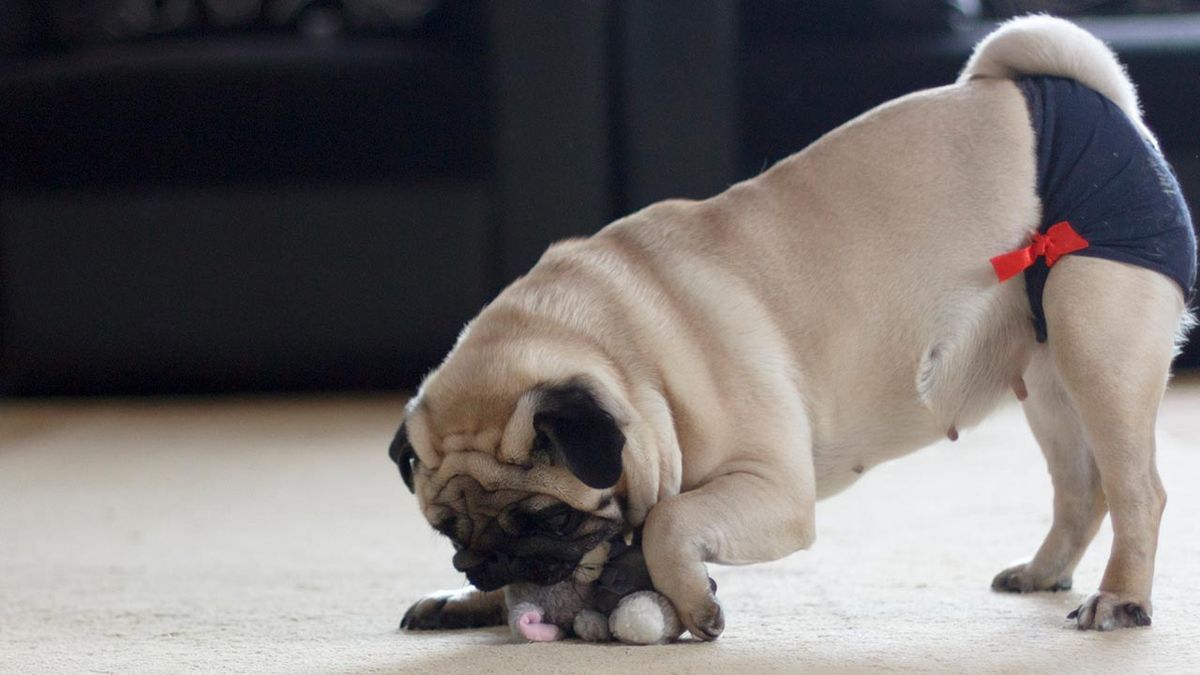 braguitas celo perra portada