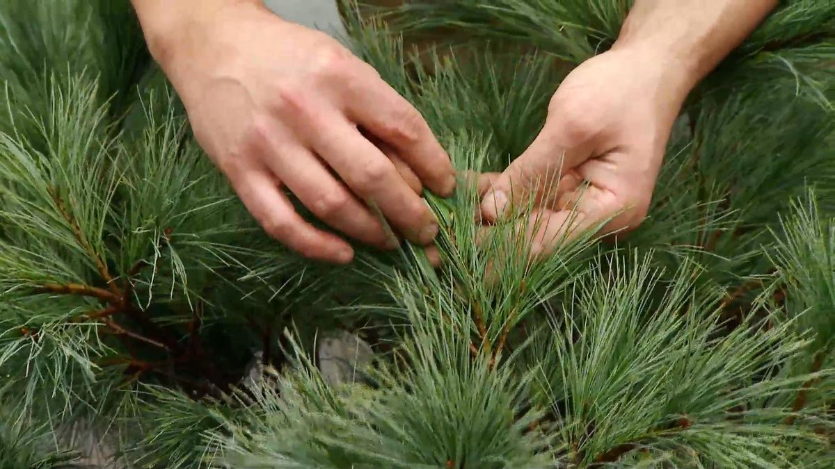 DEKO_JARDIN_605_Tres opciones para el jardin pinus strobus