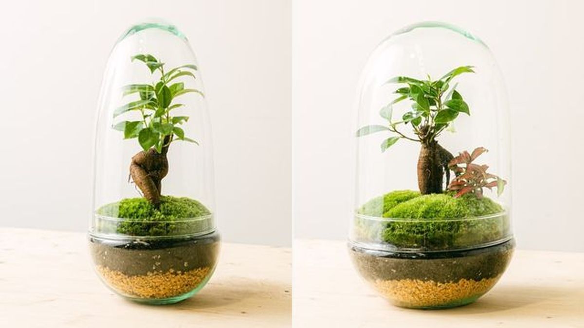 terrario de be green