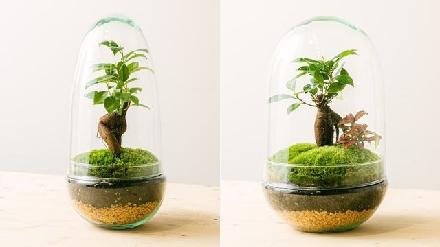 terrario de be green