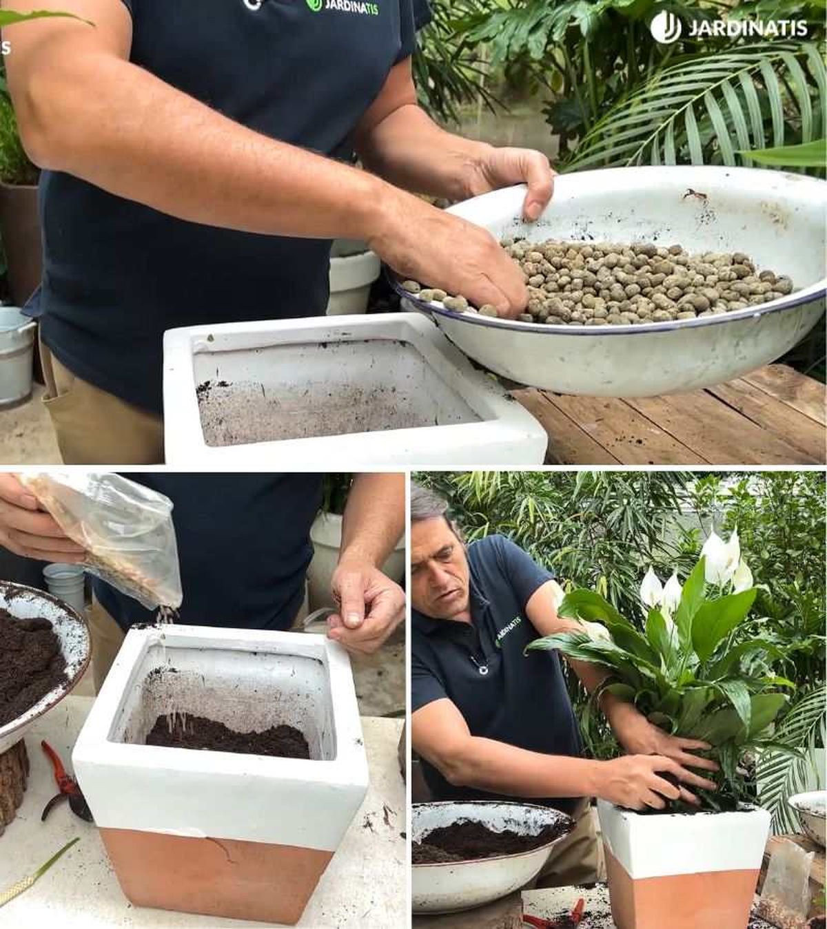 Paso a paso del trasplante