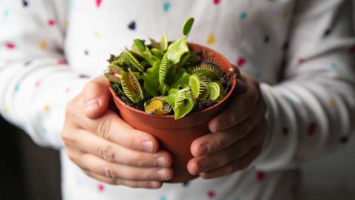 venus atrapamoscas halloween