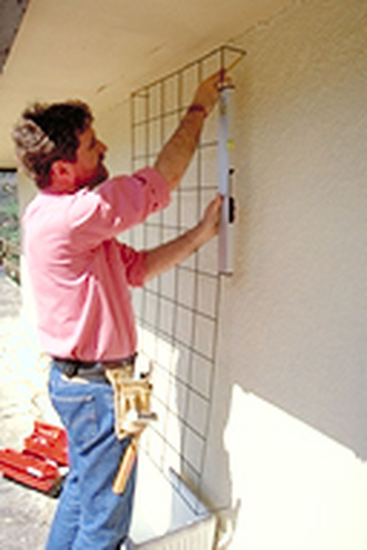 celosia enredaderas p6