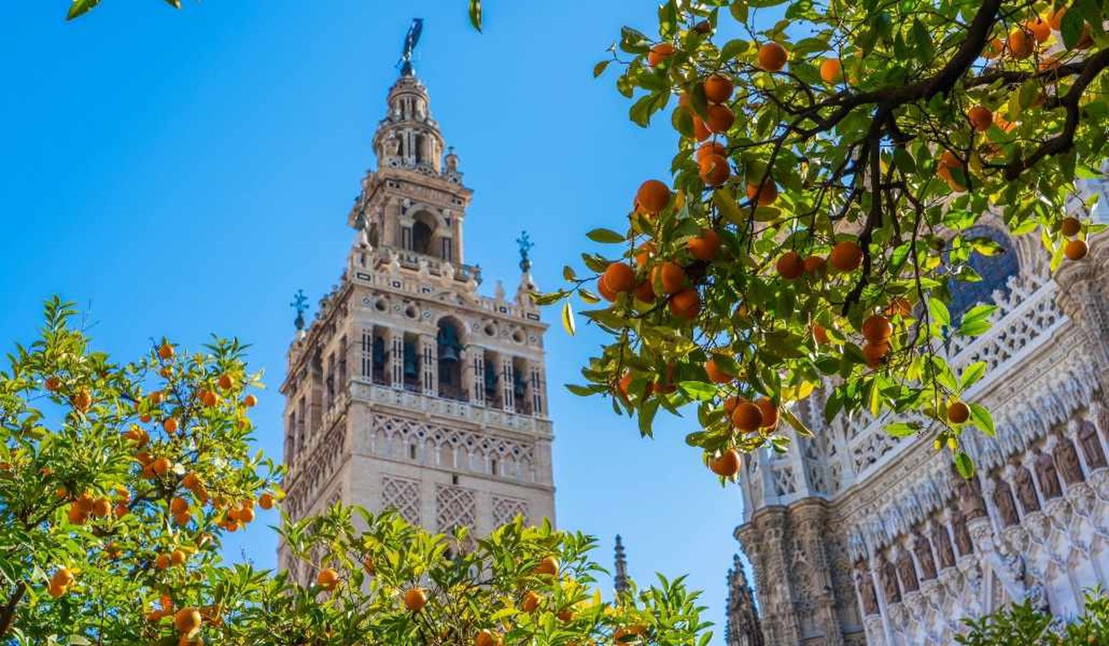 naranjos en sevilla