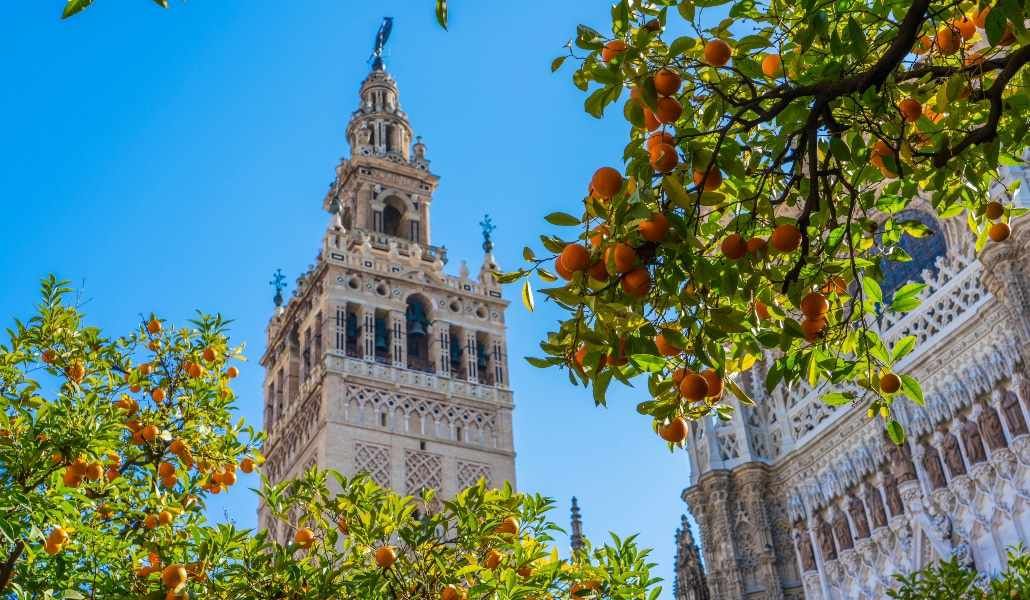 naranjos en sevilla