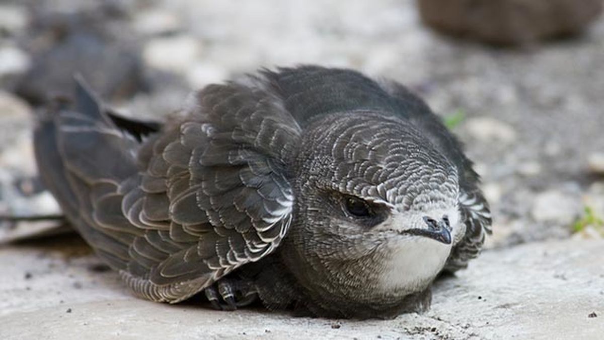 vencejo comun 2 herido