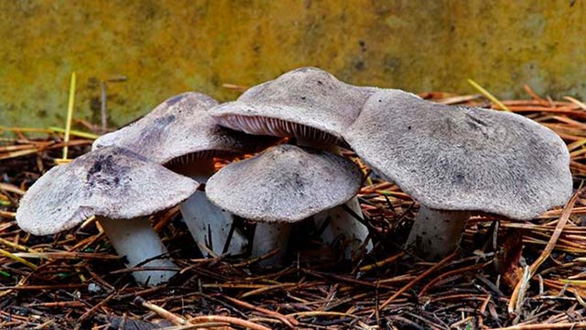 setas comestibles fredolic