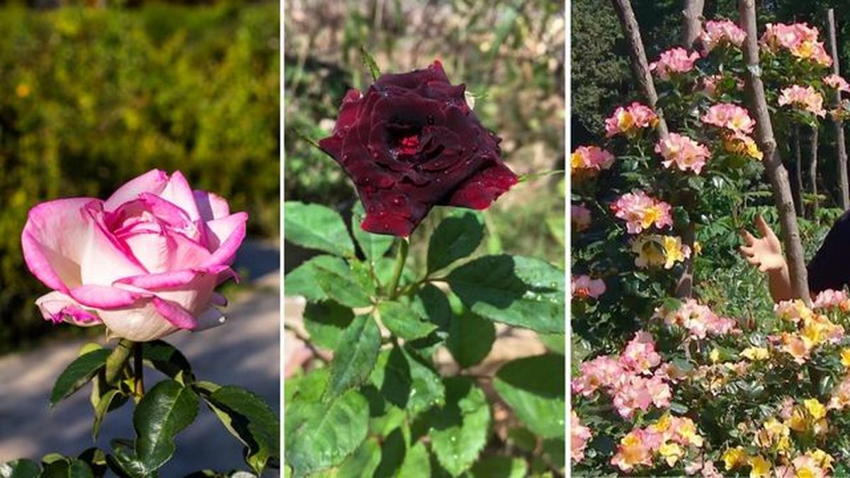 Rosal Princesse  de Monaco Rosal Black Baccara Rosal Eclat de rire