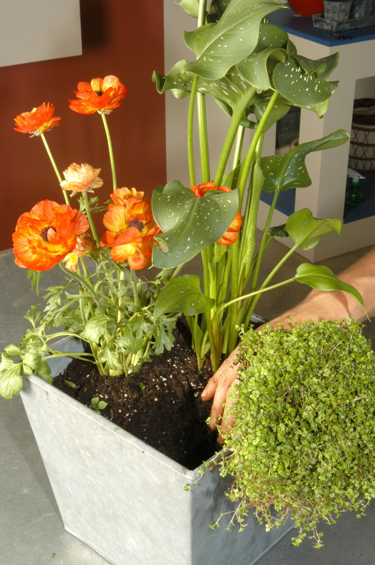 Composiciones con calas o Lirios de Agua p4