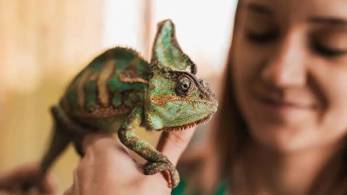 seguros para mascotas 2