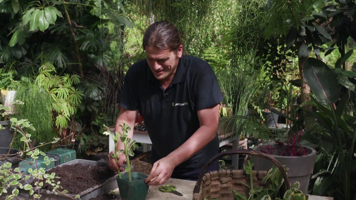 brico jardin 1003 esquejes otonales plantar tiesto