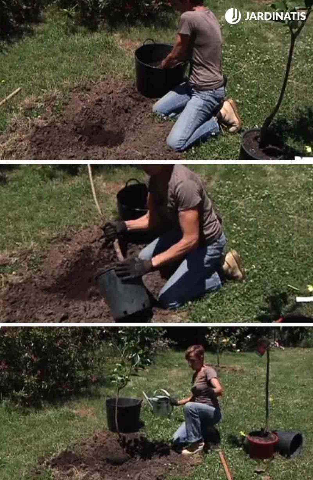 Paso a paso de la plantación de caquis en el jardín