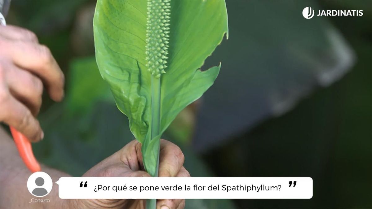 Espatifilo o Spathiphyllum