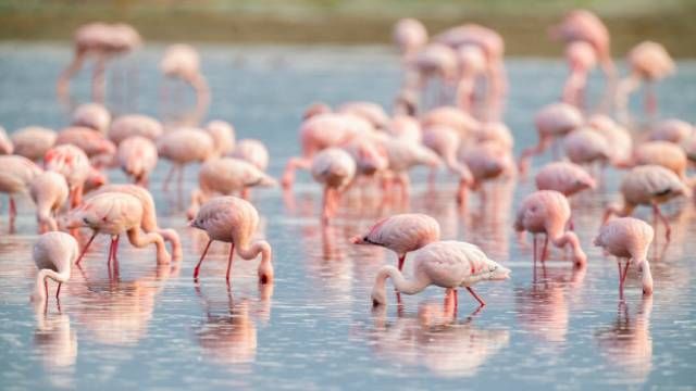 flamencos (1)
