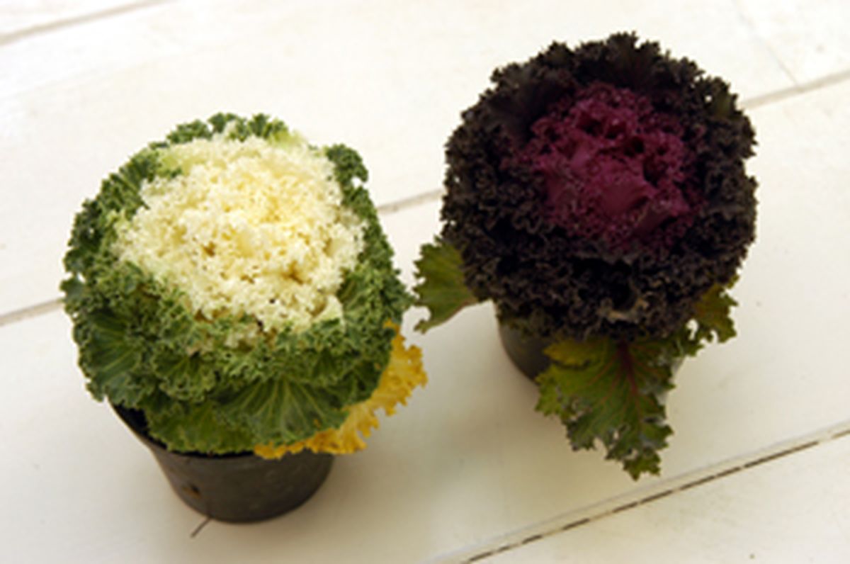 Las coles ornamentales 1