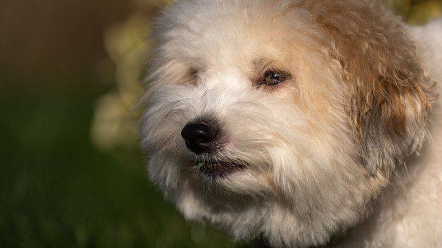coton de tulear 8