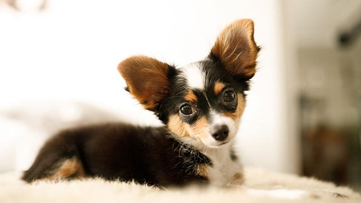 No tiene suficiente masa corporal como para protegerse del frío.