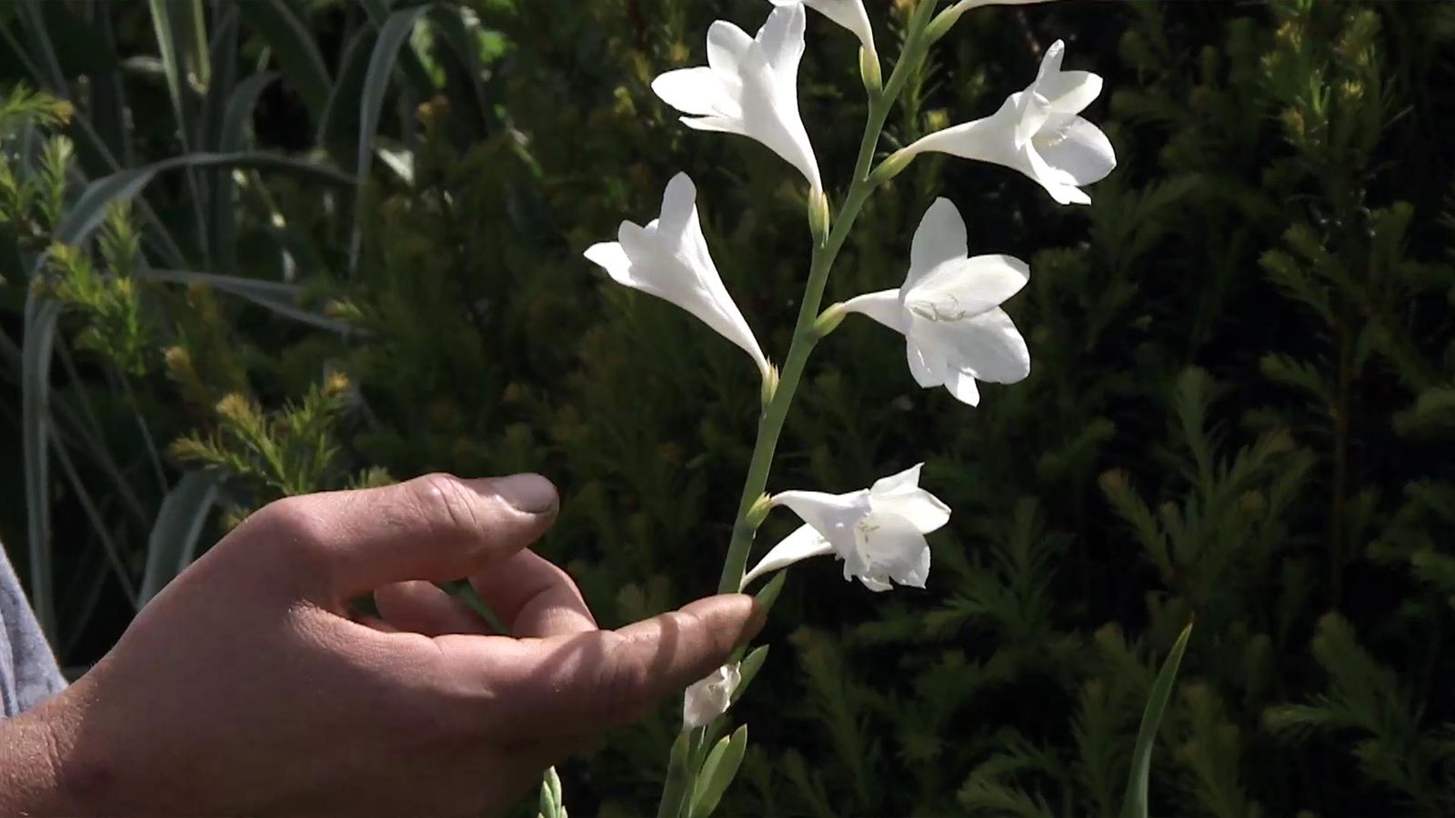 deco 738 jardineria watsonia espigas florales