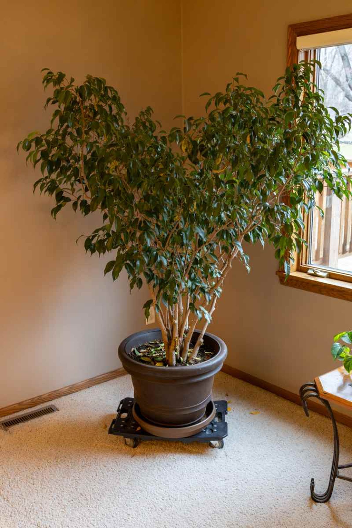 El Ficus benjamina puede alcanzar un tamaño considerable