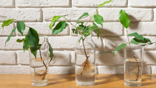 esquejes en vasos de agua