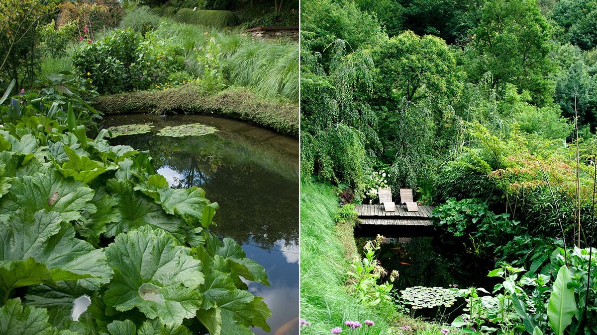 jardin con estanque cotoneaster deco 261 xl